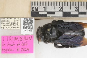 Media type: image;   Entomology 815963 Aspect: labels